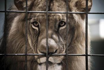 ANIMALES INVOLUCRADOS EN ACTIVIDADES TURÍSTICAS, VÍCTIMAS DE MALTRATO