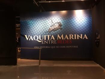 La vaquita marina en Universum