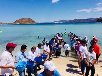 Liberan en BCS a más de 85 mil ejemplares de totoaba