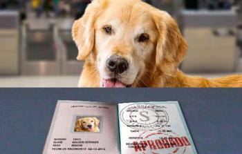 ¿Te fuiste al mundial de Rusia con tu mascota?