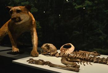 Revelan riqueza faunística de las ofrendas del Templo Mayor