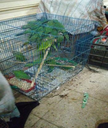 Profepa asegura 88 ejemplares de fauna silvestre en el Mercado de Sonora