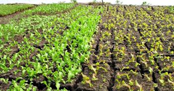 Las chinampas, un antiguo y eficiente sistema de producción de alimentos