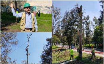 Inicia derribo de árboles dañados en Parque Lomas, en Chapultepec
