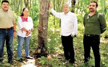 Viaja AMLO a la selva Lacandona para el programa de siembra de un millón de hectáreas