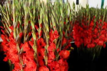 LA GLADIOLA ESTÁ EN LA CEDA