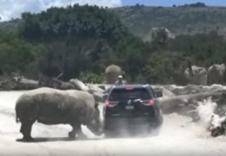 Embiste rinoceronte a camioneta en Puebla [vídeo]