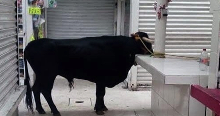 Susto en mercado público en Tláhuac por toro