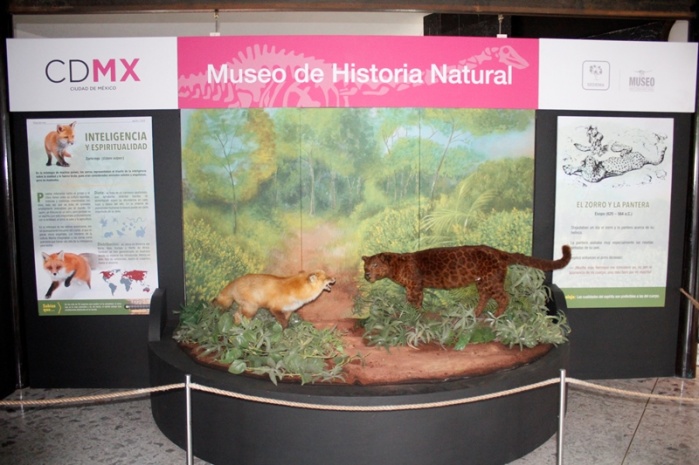 En agosto, dos audaces carnívoros: el zorro y la pantera, en el Museo de Historia Natural