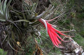Realiza UNAM inventario de flora del Valle de Tehuacán-Cuicatlán para conservar la biodiversidad