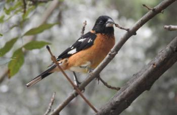 Invita SEDEMA a conocer el Bosque de Tlalpan