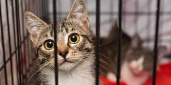 INVESTIGAN CASO DE GATOS CONGELADOS EN INDIANA