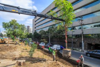 Con más de 6 mil árboles en 2 años reforesta SEDEMA a la CDMX