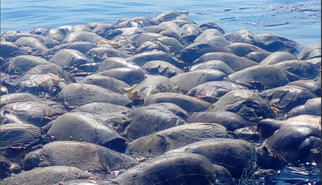 Mueren 350 tortugas en peligro de extinción en Oaxaca