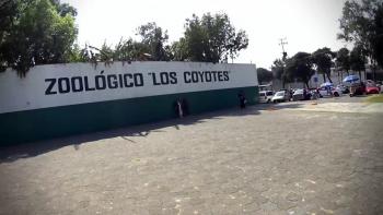Abren visita para conocer a lobeznos del Zoológico Los Coyotes