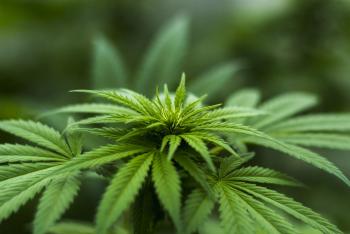 Jefe de Gobierno de la CDMX, a favor de uso lúdico de marihuana en la Ciudad