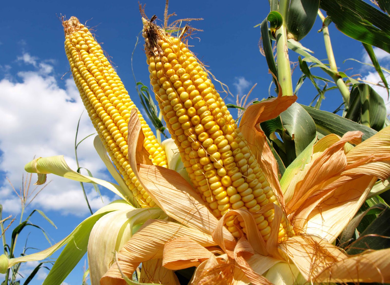 Ofrecen productores de maíz bajar precios