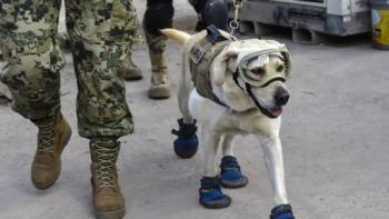 Hoy recordamos a Frida la perrita rescatista a un año de los sismos