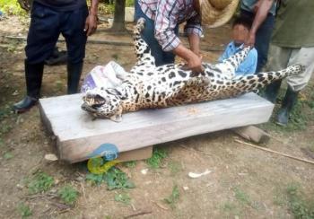 Matan a jaguar y lo presumen en redes