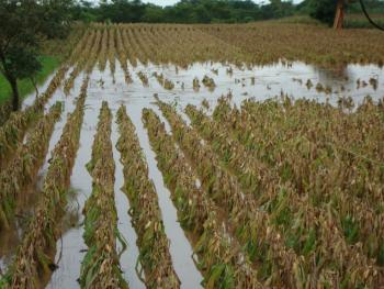 Activa Sagarpa seguros agropecuarios en Sonora y Sinaloa