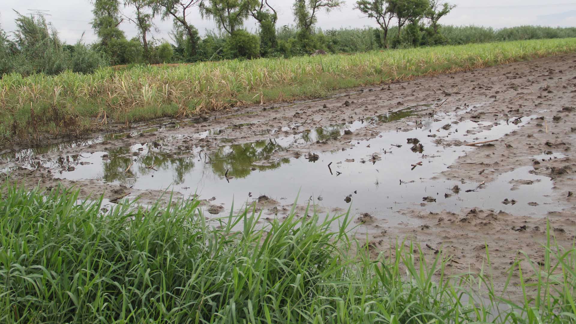 Más de 14 mil hectáreas de cultivo perdidas por lluvia en Sinaloa
