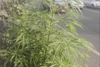 Investigan sembradío de marihuana en camellón de la CDMX