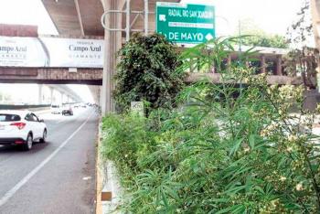 Movilización del Ejército en Periférico por mariguana