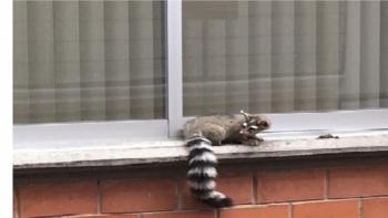 Rescata SSP-CDMX a un cacomixtle en alcaldía de Miguel Hidalgo