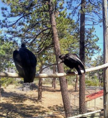 Cóndores de California nacidos en cautiverio, regresan a su hábitat