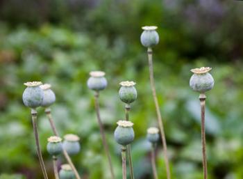 Impulsa Añorve Baños legalizar cultivo y producción de amapola