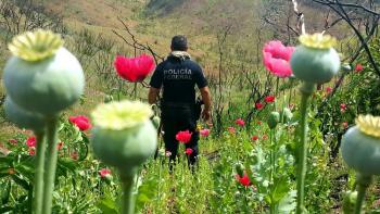 AMLO analizará legalización de amapola