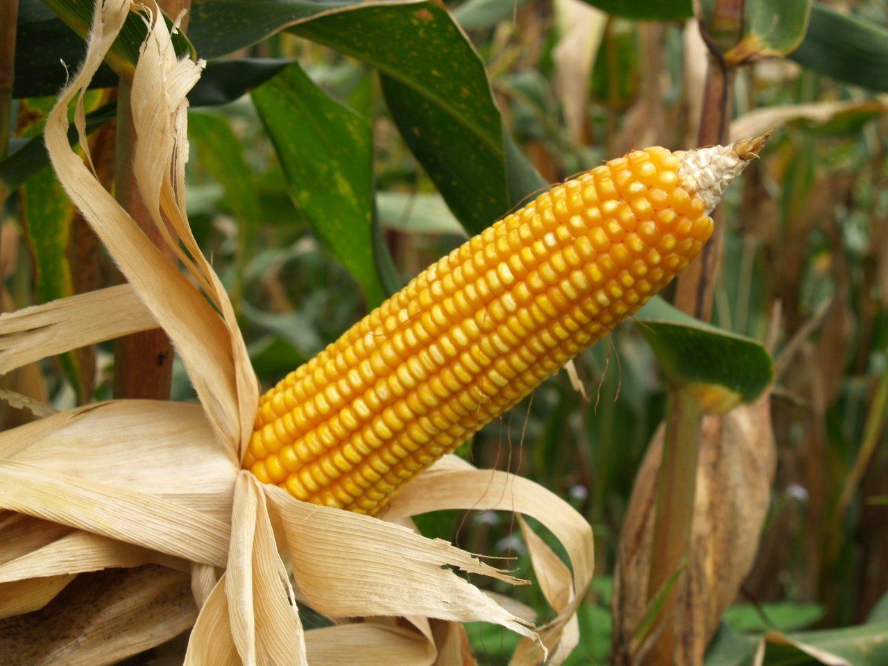 Tlalpan libre de maíz transgénico: UNAM