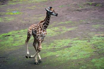 Nace jirafa en Zoológico de Chapultepec