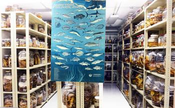 Cuentan la historia de los cambios en los mares, sus habitantes: peces, invertebrados y crustáceos