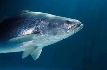PRISIÓN PREVENTIVA A QUIEN TRAFIQUE CON LA TOTOABA