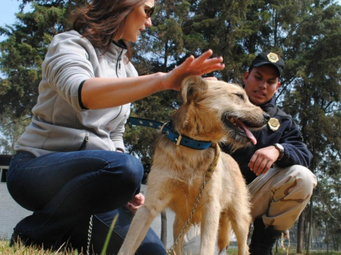 Inician brigada de vigilancia animal