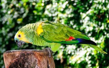 Disminuyen enfermedades en loros con dieta de alpiste, en la UNAM