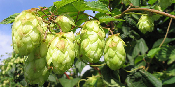 El lúpulo, utilizado en la fabricación de la cerveza, podría disminuir los síntomas del climaterio