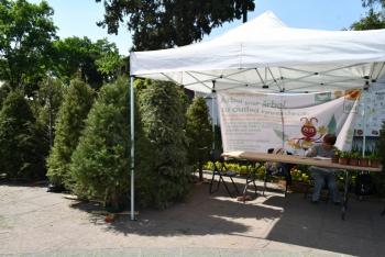 Inicia la Alcaldía de Azcapotzalco trueque de árboles de navidad