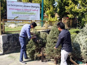 Acopio de árboles de navidad en 15 Alcaldías