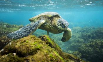 Politécnicos realizan pruebas genéticas para salvar tortugas en peligro de extinción