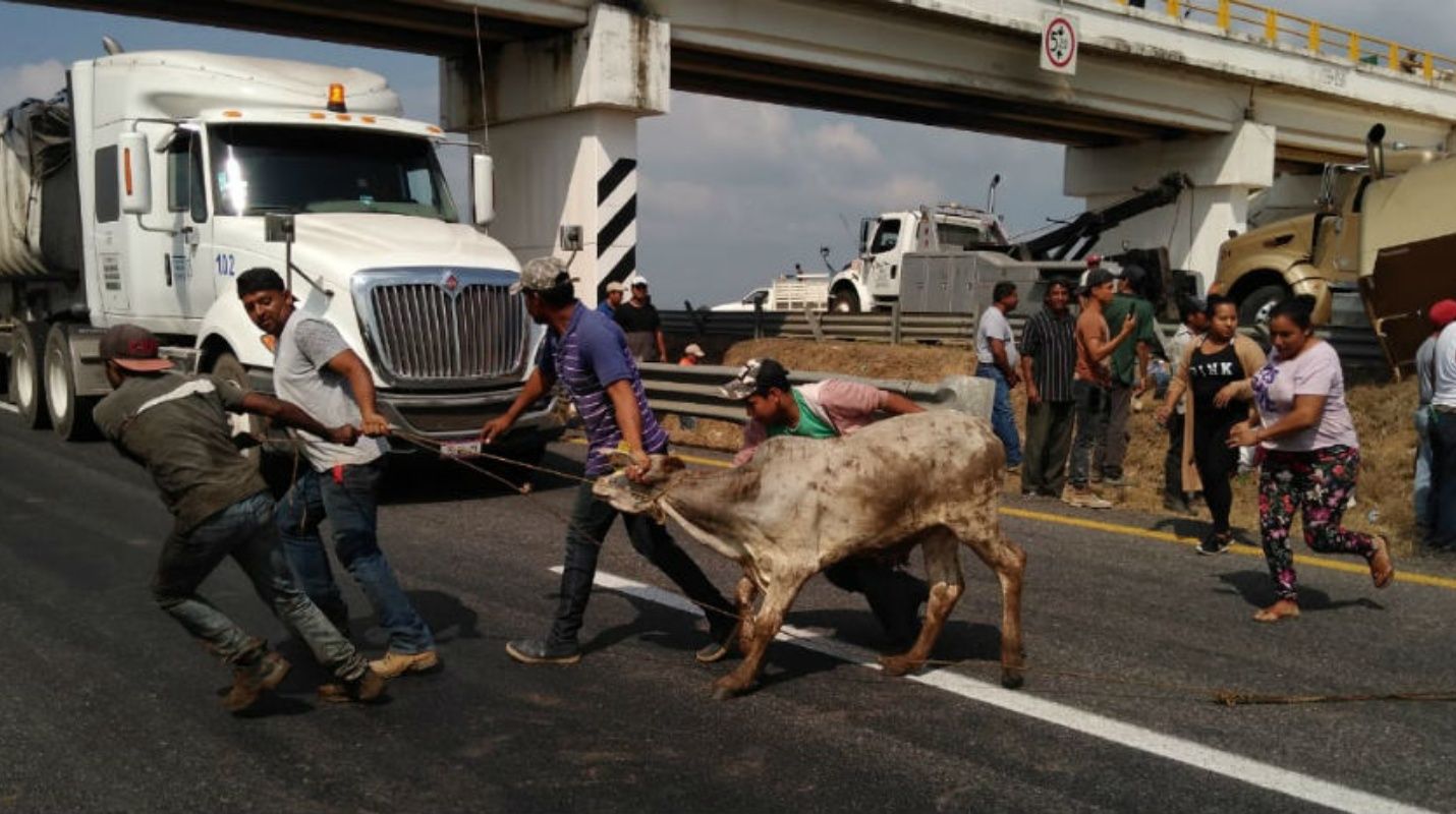 En Veracruz, rapiña hasta de ganado