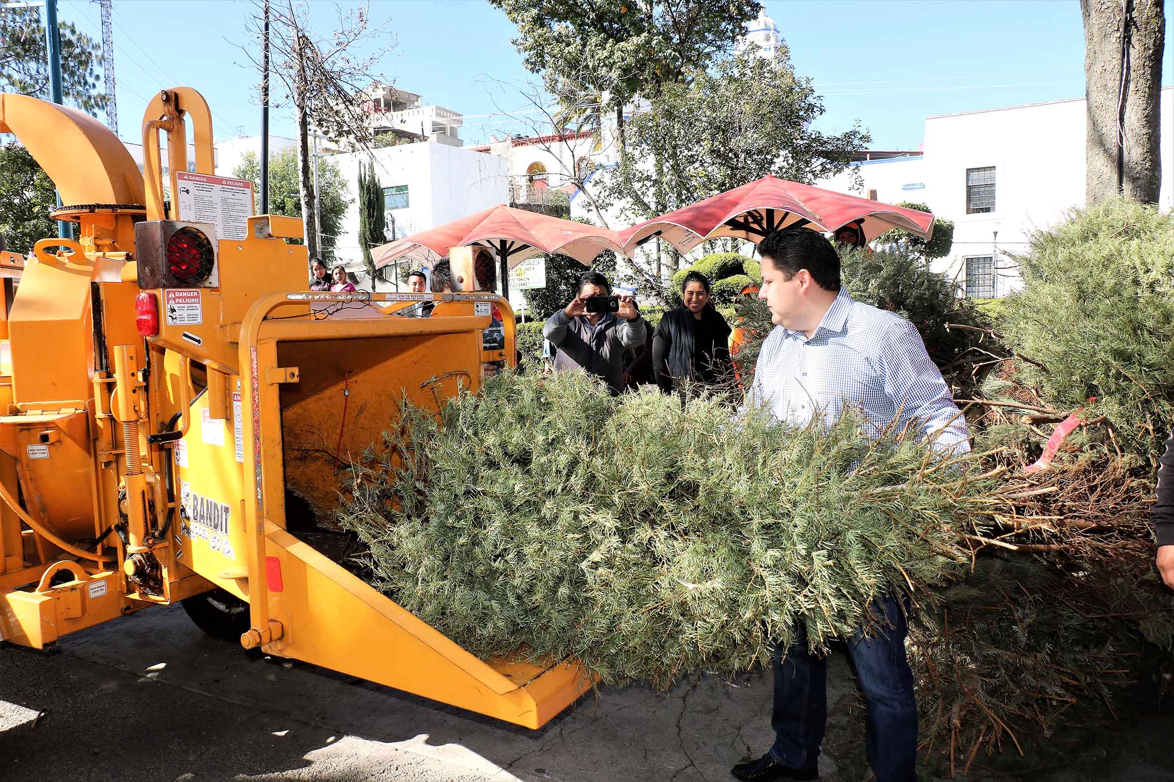 Invitan a milpaltenses a cambiar su árbol navideño por planta de ornato y composta