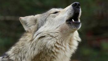 Hallan a lobo perdido en Aragón