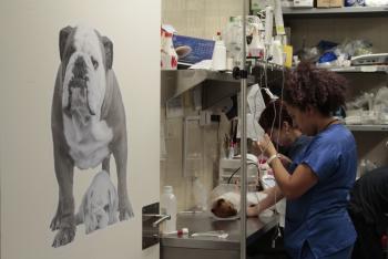 Hallan irregularidades en Hospital Veterinario