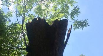 Piden poda de árboles en Benito Juárez para seguridad