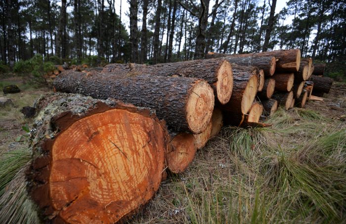 Arranca operativo permanente contra tala ilegal