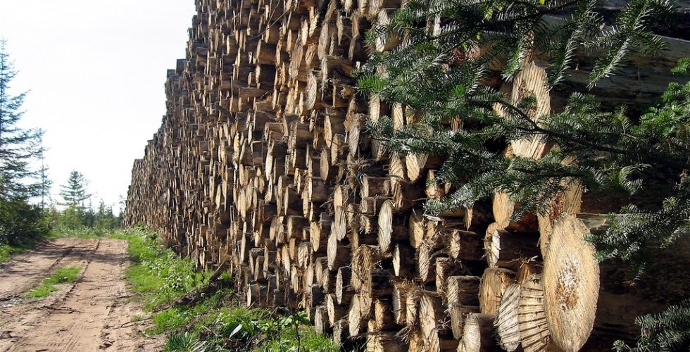 Implementan SEDENA y Gobierno de la CIiudad de México operativo permanente contra la tala ilegal