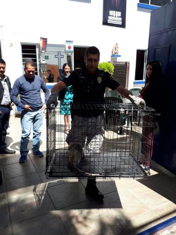Brigada de vigilancia animal de la SSC rescata a un Tlacuache que entró a una escuela