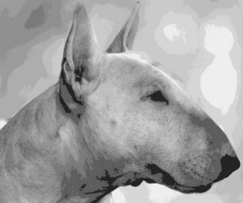 Rescatan a pit bull encerrado en auto